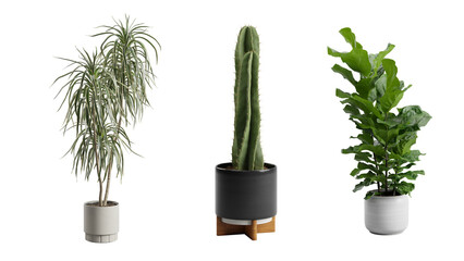 Indoor Exotic Plants Alpha Cactus Dracaena Ficus