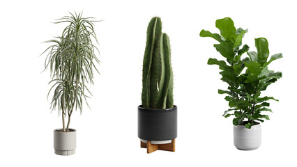 Indoor Exotic Plants Alpha Cactus Dracaena Ficus