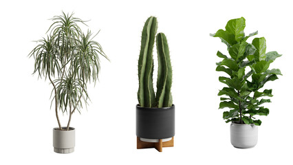 Indoor Exotic Plants Alpha Cactus Dracaena Ficus