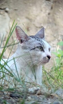 A beautiful white cat with a combination of gray looks only half of its body.