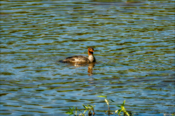 Common Mergansers are streamlined ducks that float gracefully down small rivers or shallow shorelines. 