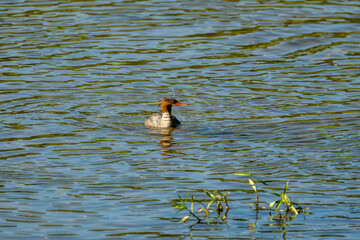 Common Mergansers are streamlined ducks that float gracefully down small rivers or shallow...