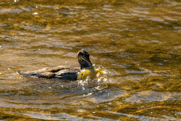 Common mergansers are often known as 