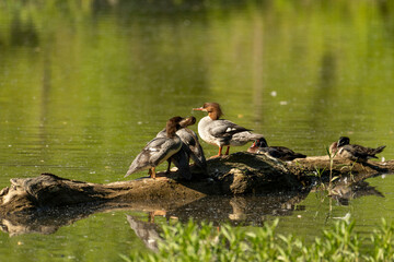 Common Mergansers are streamlined ducks that float gracefully down small rivers or shallow...