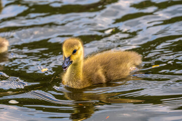 Baby geese, called goslings, take about a month to hatch. Babies are covered with soft feathers called down.