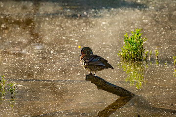 Wood duck on a log early in the morning in the fog
