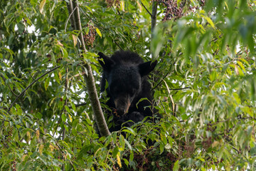 Black bears also eat berries and fruits, which are essential to vary the bear’s diet. 