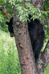 Obraz premium Black bears also eat berries and fruits, which are essential to vary the bear’s diet.