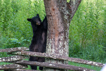 Black bears also eat berries and fruits, which are essential to vary the bear’s diet. 