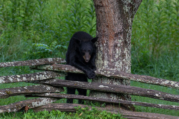 Black bears also eat berries and fruits, which are essential to vary the bear’s diet.