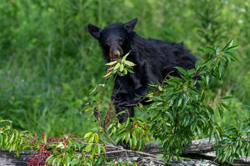 Black bears also eat berries and fruits, which are essential to vary the bear’s diet. 
