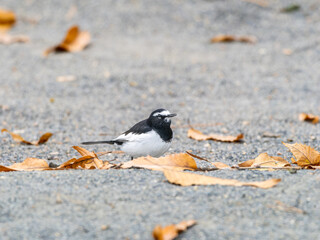 地面を歩くセグロセキレイ