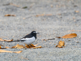 地面を歩くセグロセキレイ