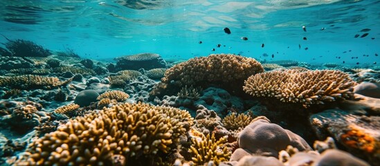 Fototapeta premium An upturned coral is slowly dying due to pollution, overfishing, and climate change.