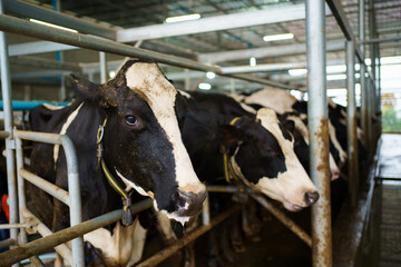 Healthy dairy - milk cows in modern livestock farming.