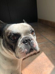 english bulldog puppy