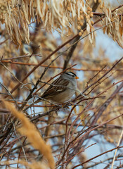 White crowned sparrow in Idaho