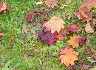 Background of colorful of maple leaves and leaves change color in autumn season.