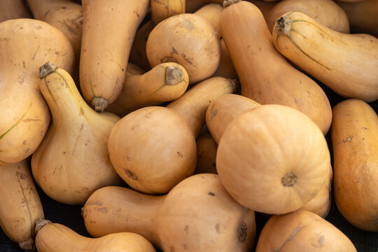 Background of Butternut Sqush