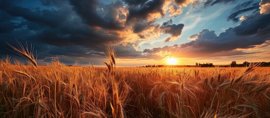 Dramatic cloudy sky at sunrise or sunset over a rye field with golden ears. - obrazy, fototapety, plakaty