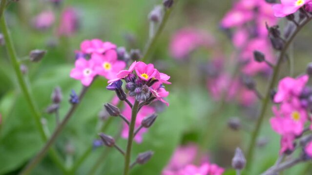 Macro Shot of a Pink Myosotis Flower in a Garden (forget-me-nots, scorpion grasses)