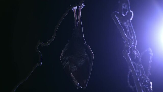 Close up small lesser horseshoe bat covered by wings, hanging upside down on top of by roots growth arched cellar waking up shaking after hibernation. Creatively illuminated wildlife blurry background