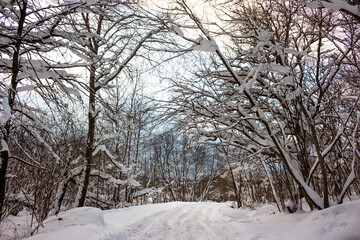 Fototapeta premium Winter snowy road and snow-covered trees around
