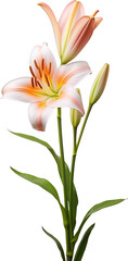 Lily flower isolated on transparent background. PNG
