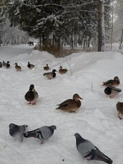 Fototapeta premium Male and female mallards and pigeons in the park.