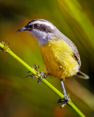 Passarinho cambacica