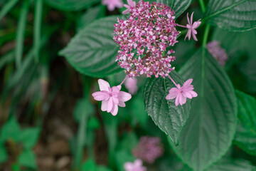 ピンクのガクアジサイ