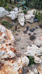 nature plant garden flower tree