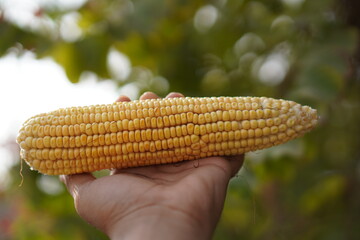 A Sweet Corn Cob