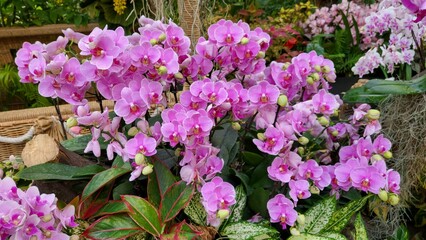 nature plant garden flower tree