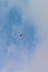Thai Asian bald eagle soars against the sky, Patong Beach, Phuket, clear blue.