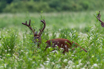 During the early spring, the pedicles grow two little stubs of bone wrapped in sensitive skin called velvet. 