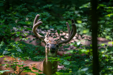 During the early spring, the pedicles grow two little stubs of bone wrapped in sensitive skin called velvet. 