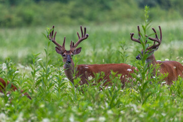 During the early spring, the pedicles grow two little stubs of bone wrapped in sensitive skin...