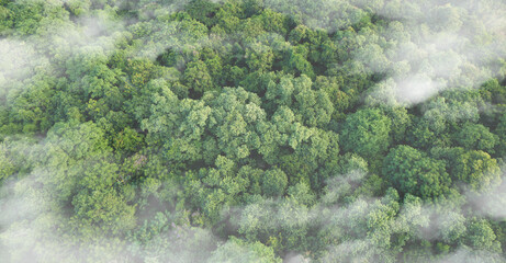 Aerial view of dark green misty landscape. Morning time. Rich natural ecosystem, humid forest. Natural forest conservation concept