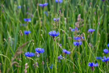 Chaber bławatek (Centaurea Cyanus), blue flower