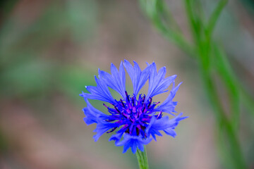 Chaber bławatek (Centaurea Cyanus), blue flower - obrazy, fototapety, plakaty