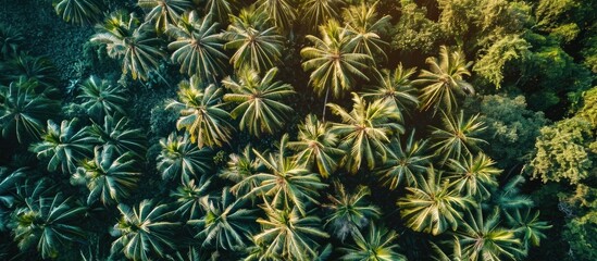 Palm plantation seen from above with striking blue sky behind it.