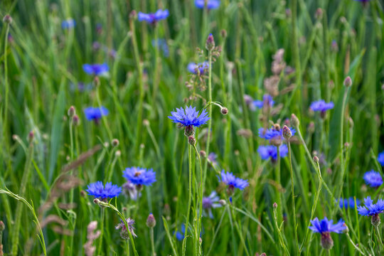 Chaber bławatek (Centaurea Cyanus), blue flower