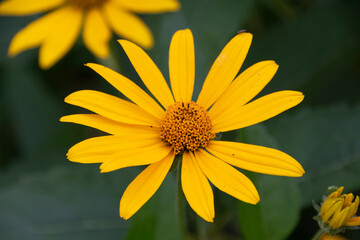 Nachyłek wielkokwiatowy (Coreopsis grandiflora), yellow flower