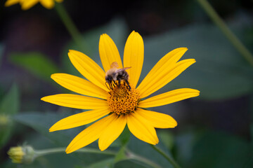 Nachyłek wielkokwiatowy (Coreopsis grandiflora), yellow flower