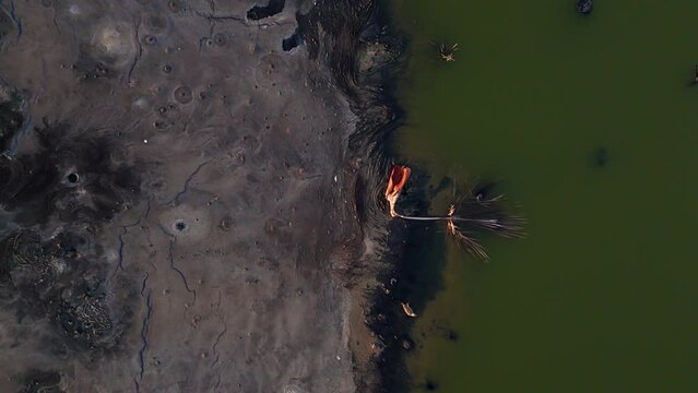 Drone descends to heavily polluted coastline with green water and brown tar sand with bird