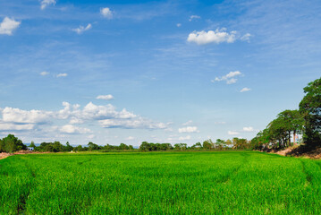 Fototapeta na wymiar field of green and cloud in the sky