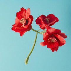 red flower on blue background.