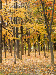 Beautiful trees and leaves turn yellow in season in Nakajima Park. Sapporo, Hokkaido, Japan. - 703118835