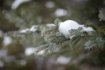 Pine tree
